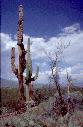 Saguaro N.P.